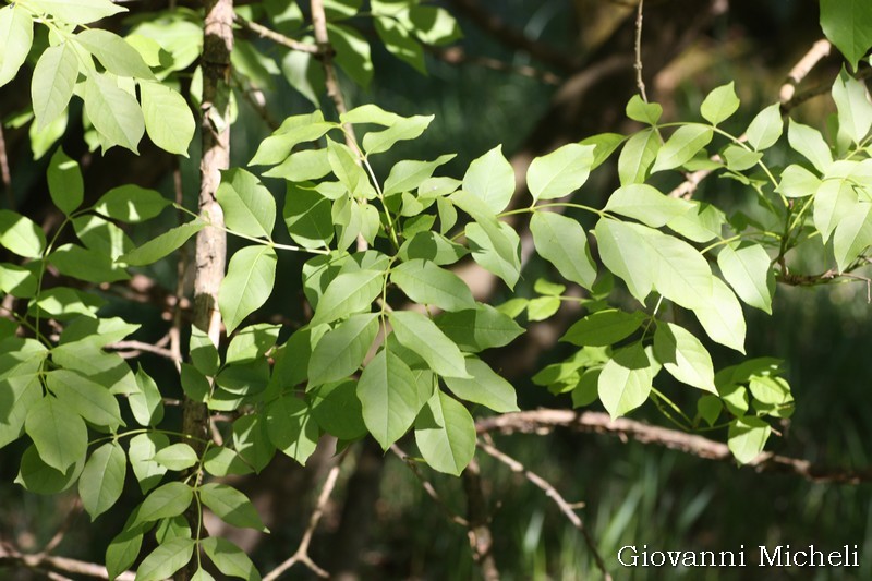 Fraxinus ornus, Orniello